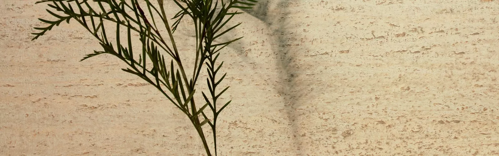Élitis Ortigia
